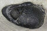 Plate With Three Large Phacopid (Pedinopariops) Trilobites #154687-1